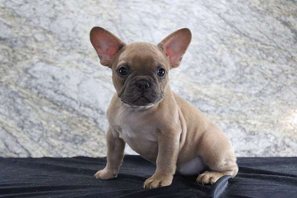 female-french-bulldog