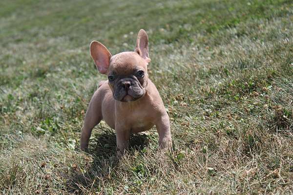 male-french-bulldog