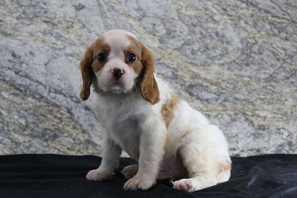 male-cavalier-king-charles-spaniel-puppy