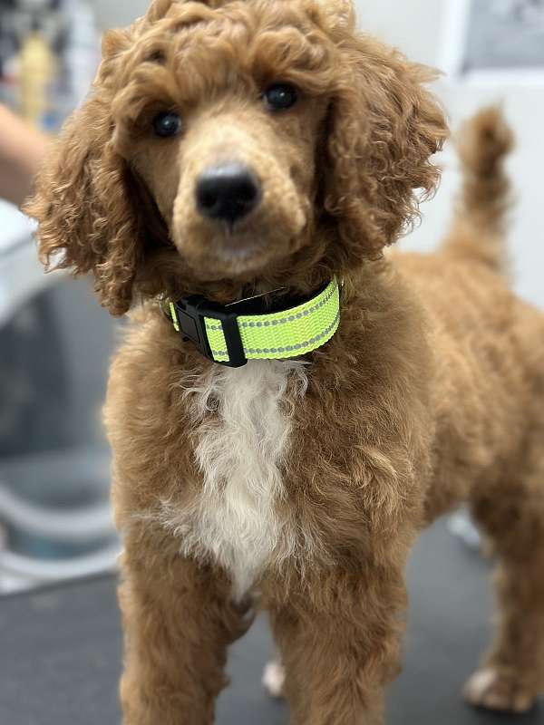 curly-haired-standard-poodle