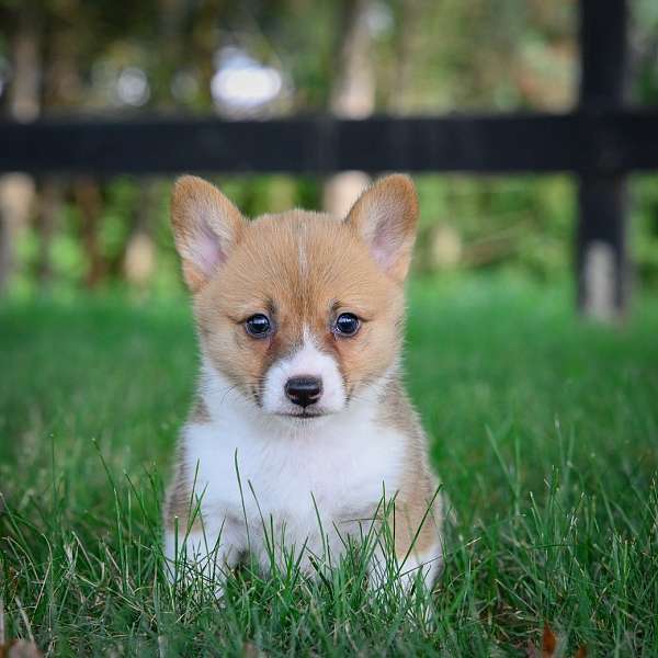 female-pembroke-welsh-corgi-puppy