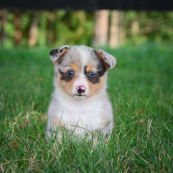 female-pembroke-welsh-corgi-puppy