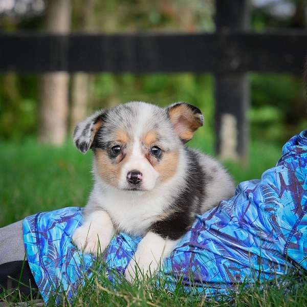 female-pembroke-welsh-corgi-puppy