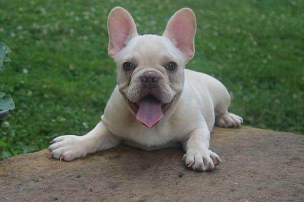 male-french-bulldog