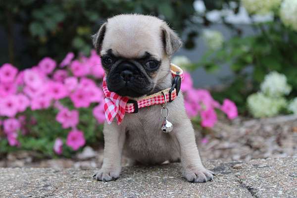 female-pug-puppy