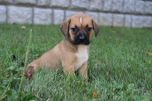 male-puggle-puppy