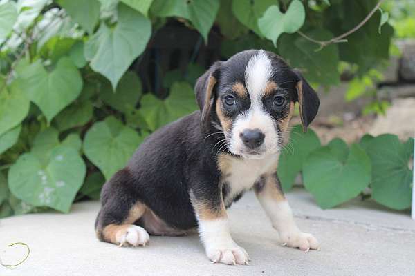 male-puggle-puppy