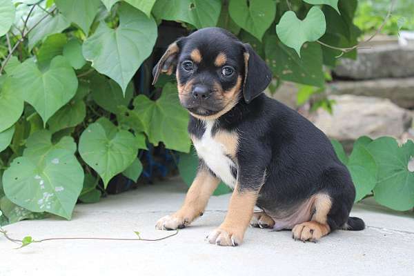 male-puggle-puppy