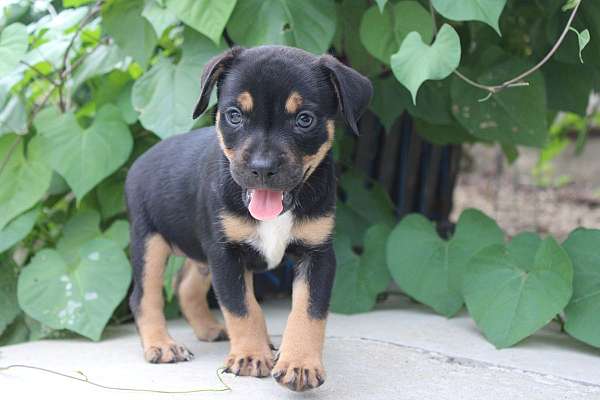 male-puggle-puppy