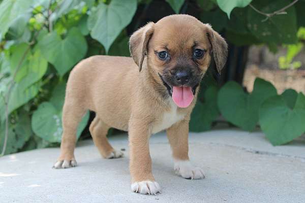 female-puggle-puppy