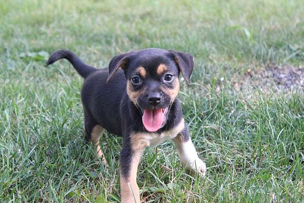 female-puggle-puppy