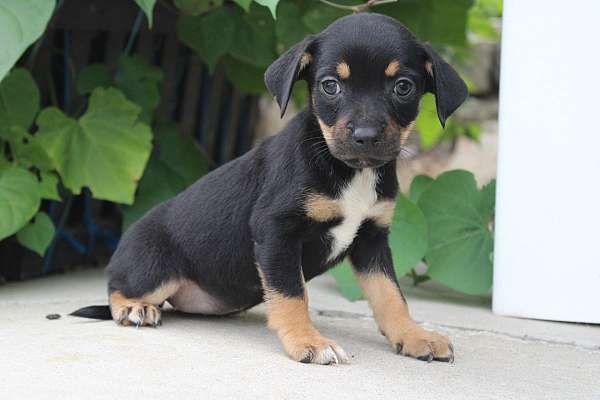 female-puggle-puppy