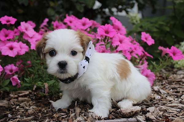 male-shih-tzu-puppy