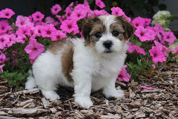 male-shih-tzu-puppy