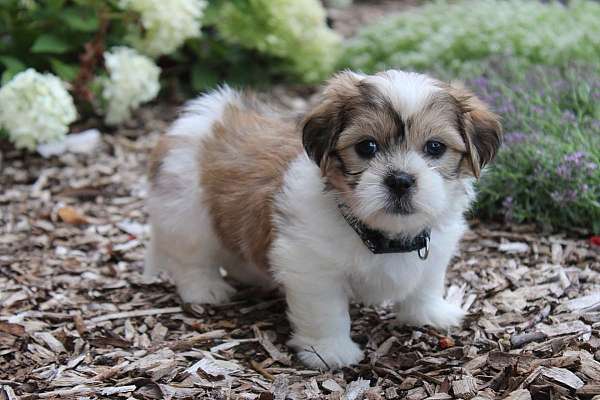 male-shih-tzu-puppy