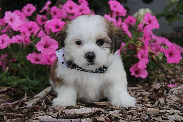 male-shih-tzu-puppy