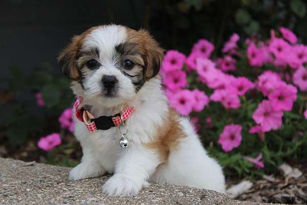 female-shih-tzu-puppy