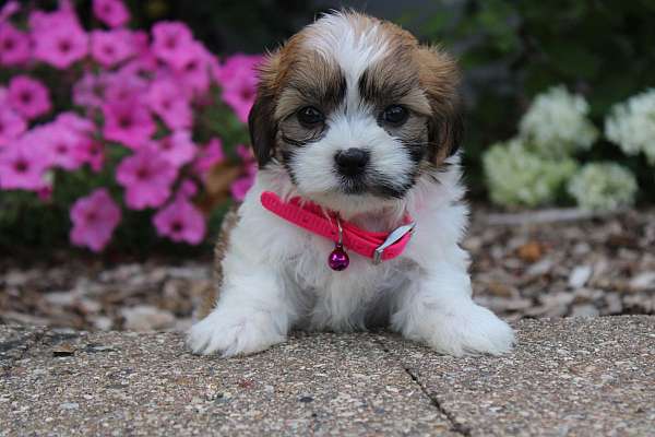 female-shih-tzu-puppy