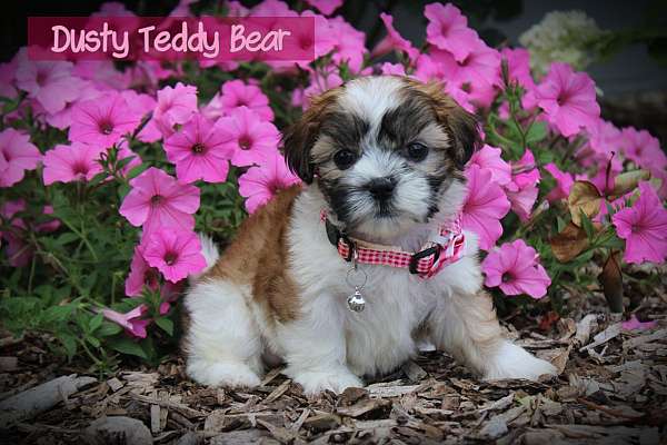 female-shih-tzu-puppy