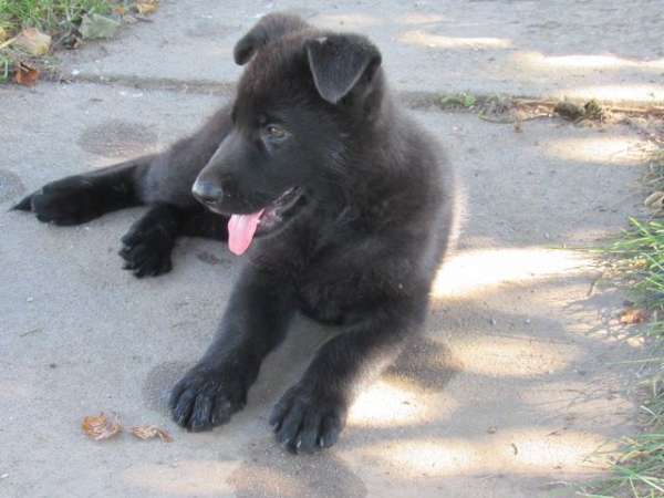 smooth-coated-german-shepherd