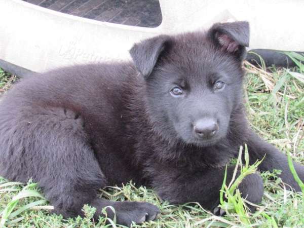 smooth-coated-german-shepherd