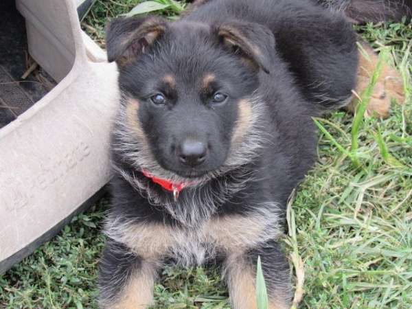 smooth-coated-german-shepherd