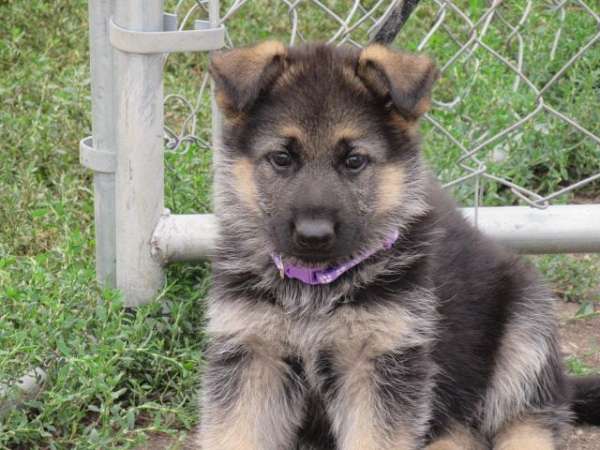 smooth-coated-german-shepherd