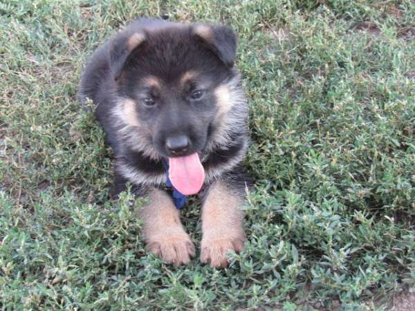 smooth-coated-german-shepherd