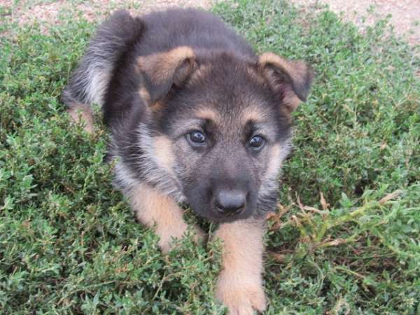 smooth-coated-german-shepherd