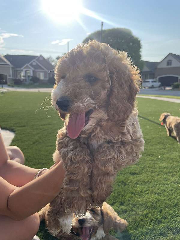 biscuit-white-hypoallergenic-miniature-goldendoodle