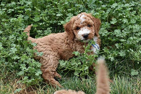 male-biscuit-white-hypoallergenic-miniature-goldendoodle