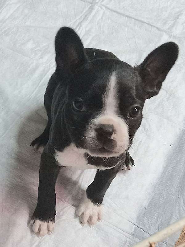 male-boston-terrier-dog