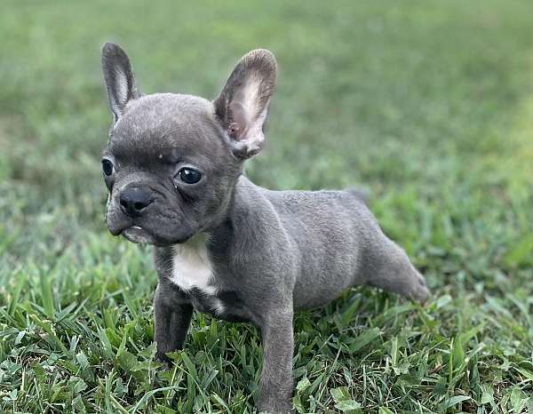 female-french-bulldog