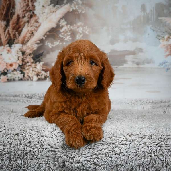 male-miniature-goldendoodle-puppy