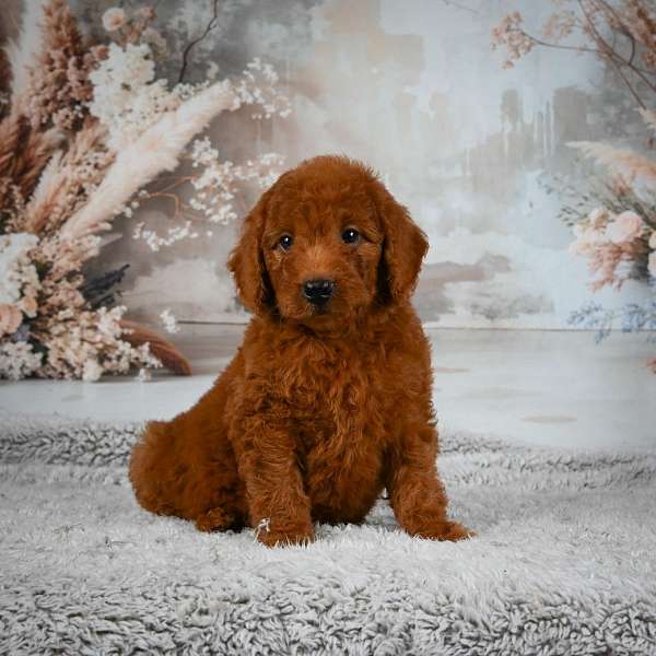 male-miniature-goldendoodle-puppy