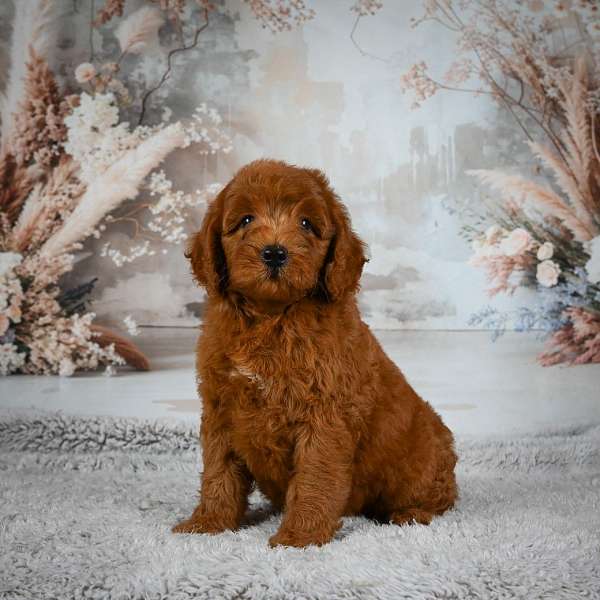 male-miniature-goldendoodle-puppy