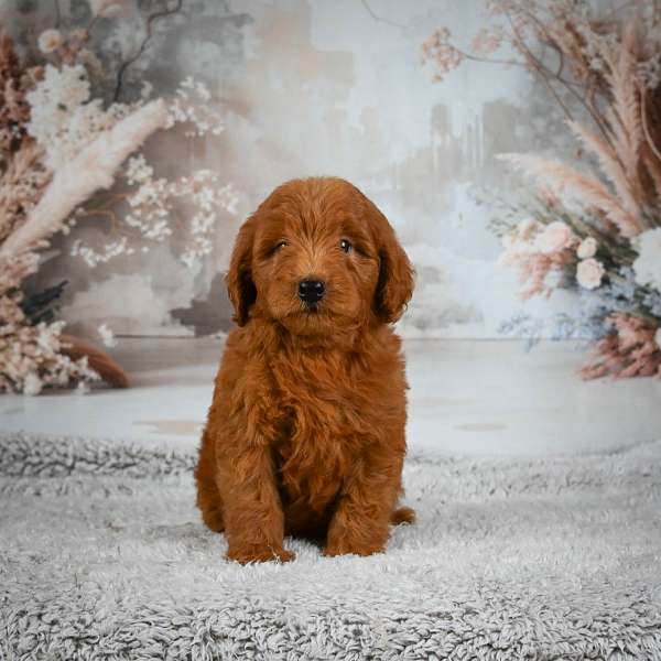 male-miniature-goldendoodle-puppy