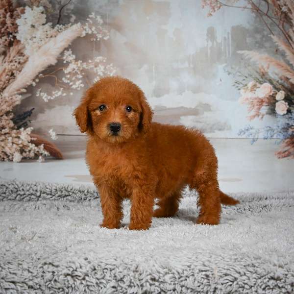 female-miniature-goldendoodle-puppy