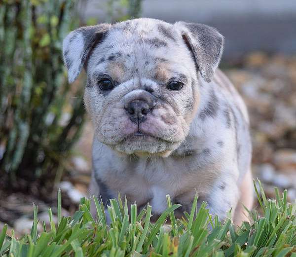 male-blue-merle-short-haired-olde-english-bulldogge