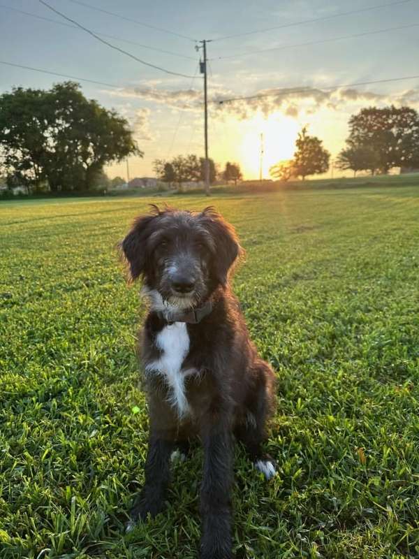 male-black-medium-haired-aussiedoodle