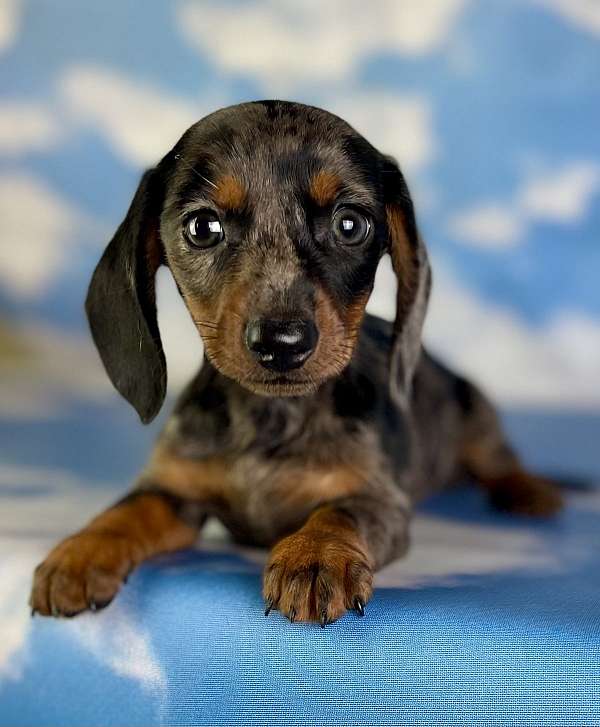 female-dachshund-puppy