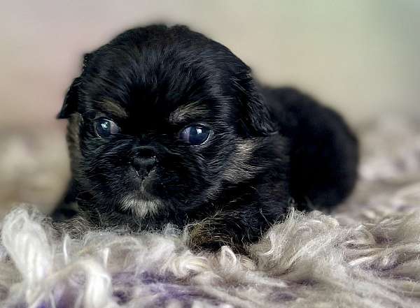 playful-pekingese