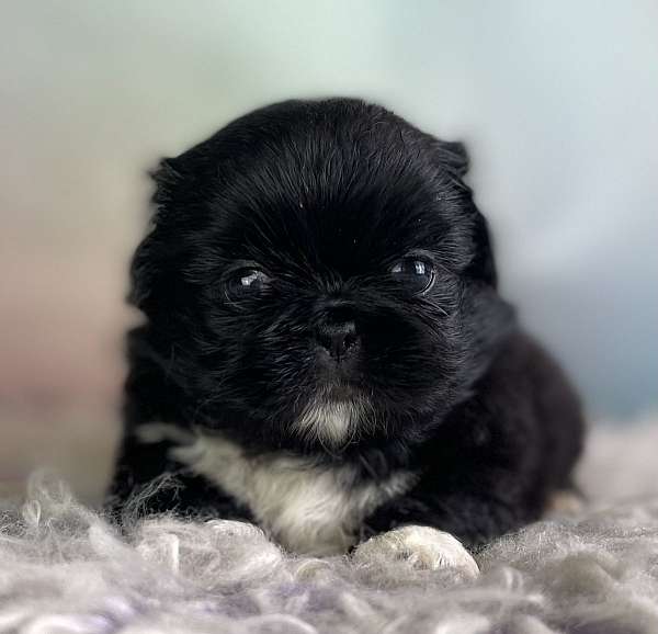 social-pekingese