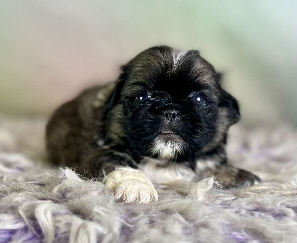 male-pekingese-puppy