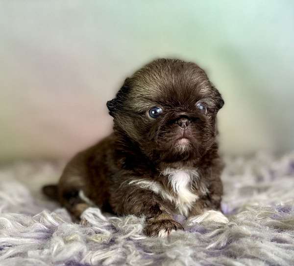 female-pekingese-puppy