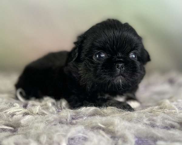 female-pekingese-puppy