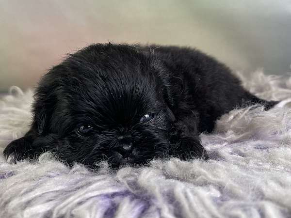 female-pekingese-puppy