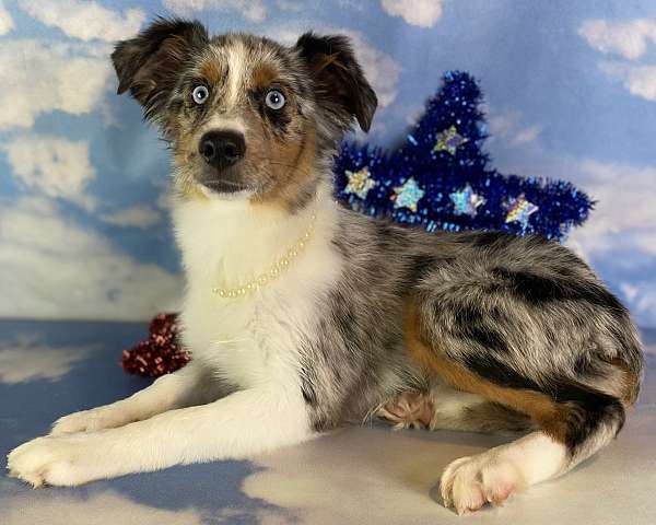 female-mini-australian-shepherd-puppy