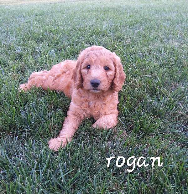 male-goldendoodle-puppy