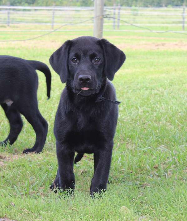 double-coated-labrador-retriever